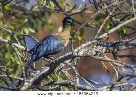 Purple-crested turaco in Kruger national park, South Africa ; Specie Gallirex porphyreolophus family of Musophagidae
