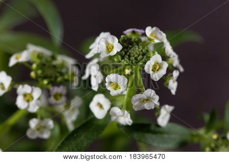 Flowers of a Sweet Alyssum (Lobularia maritima)