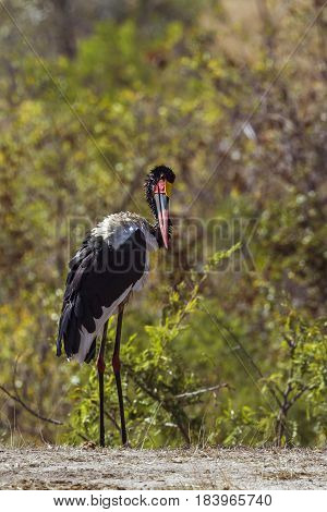 Saddle-billed stork in Kruger national park, South Africa ; Specie Ephippiorhynchus senegalensis family of Ciconiidae