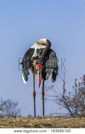 Saddle-billed stork in Kruger national park, South Africa ; Specie Ephippiorhynchus senegalensis family of Ciconiidae