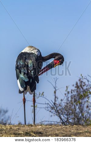 Saddle-billed stork in Kruger national park, South Africa ; Specie Ephippiorhynchus senegalensis family of Ciconiidae