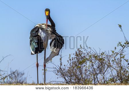 Saddle-billed stork in Kruger national park, South Africa ; Specie Ephippiorhynchus senegalensis family of Ciconiidae