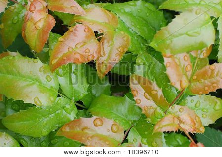 Blätter fallen Wassertropfen nach Regen