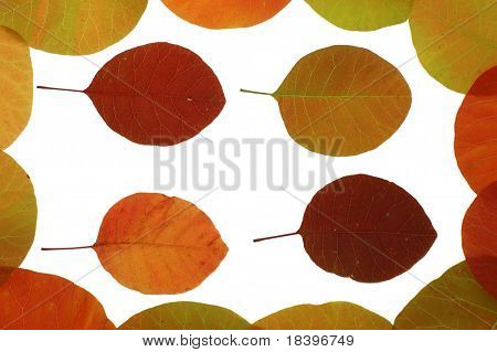 Farbe Laub background