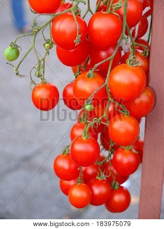 Branch of fresh cherry tomatoes hanging on trees on blurred background