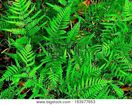 Ferns, Growing Wild and making a beautiful Ground Cover.