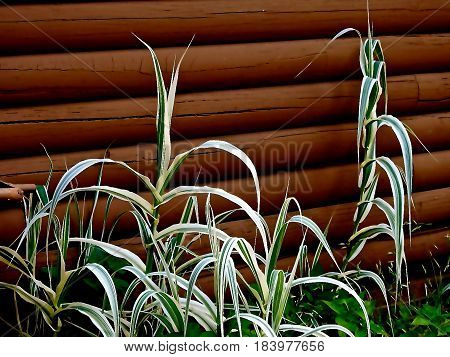 Corn Type Plant, grows very tall, White and Green striped Leaves.