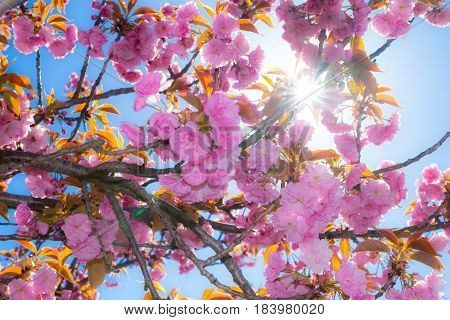 Tree with pink flowers in sunshine with blue sky background