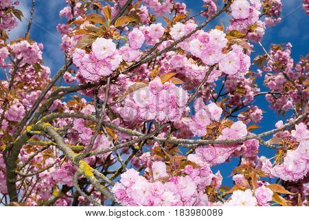 Pink flowers tree with blue sky background detail
