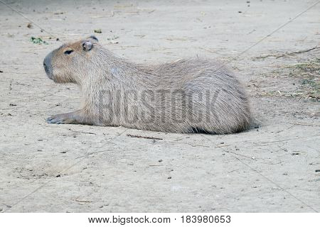 Capybara - Kapibara (Hydrochoerus hydrochaeris), the largest living rodent in the world
