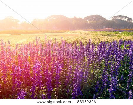 Violet salvia divinorum flowers in a field, backlited
