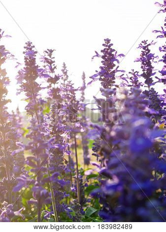 Backlited Violet Flower Field