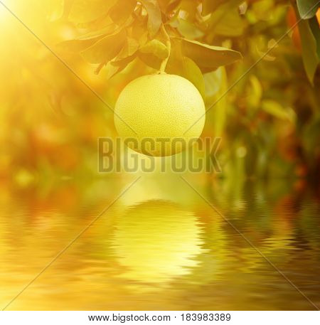 Ripe pomelo fruits hang on the trees in the citrus garden. Harvest of tropical pomelo in orchard. Pomelo is the traditional new year food in China, it gives luck. Agricultural food background