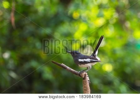 Bird (oriental Magpie-robin) On A Tree