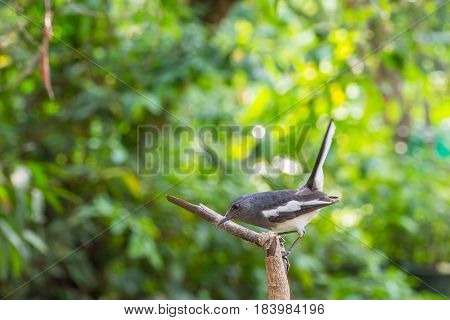 Bird (oriental Magpie-robin) On A Tree