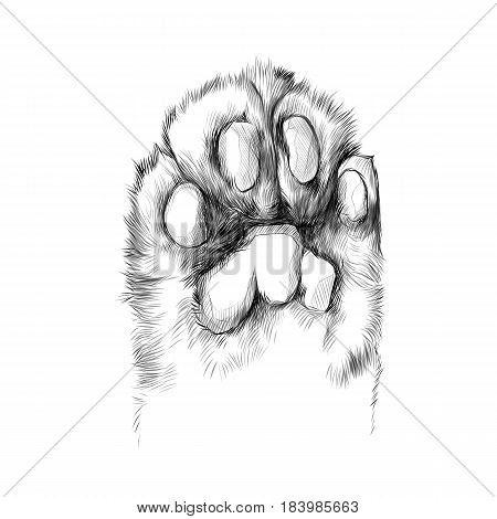 cat's paw with the pads pulled up sketch vector graphics black and white drawing