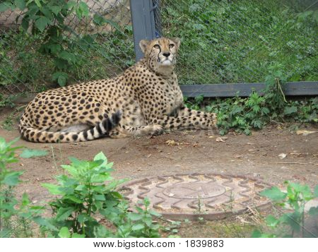 Zur Festlegung von Cheetah