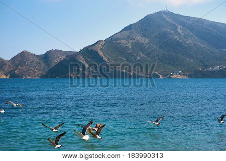Seagulls fly over the Mediterranean sea in the resort town of Altea. Altea is the most beautiful place in the Costa Blanca. Spain