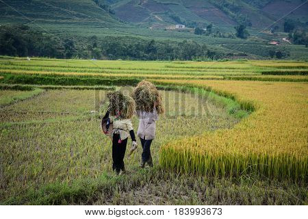 Harvesting Rice In Northern Vietnam
