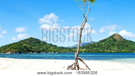 In The Beautiful  Island Cosatline And Tree