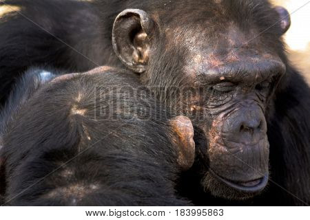 Portrait of a chimpanzee being groomed by a partner