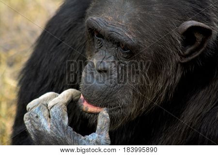 Portrait of a contemplative male chimpanzee in Kenya