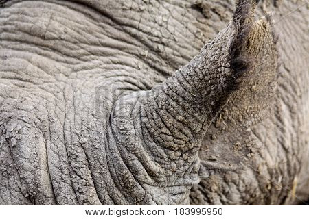 Close-up of a black rhinoceros' ear and grey, wrinkled skin