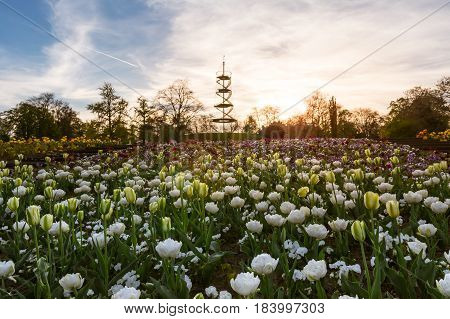 Stuttgart Killesbergturm Park Landscape Flowers Spring April Beautiful Sunset Outdoors Scenery Germa