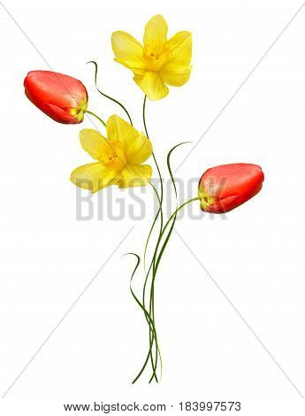 spring flowers narcissus isolated on white background