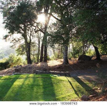 Bright sun filtering through trees onto a beautiful grass area a top a hill with nice shadows hitting the ground
