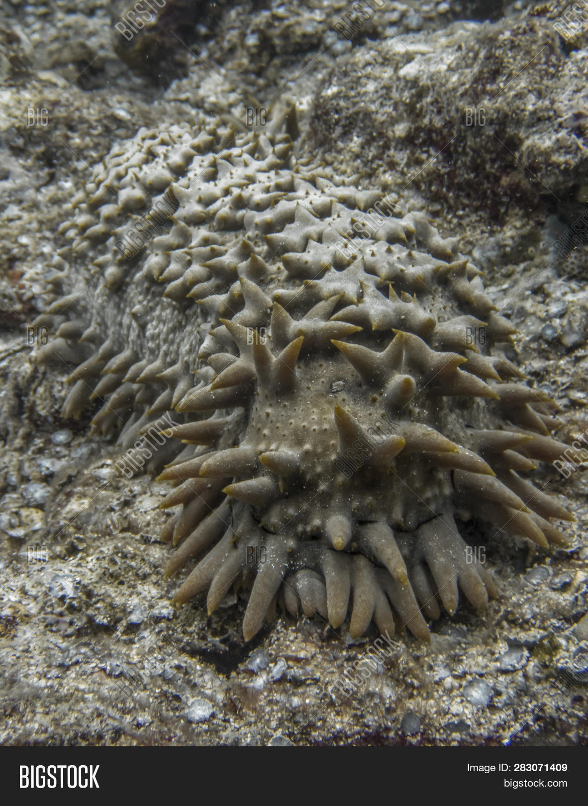 Pineapple Sea Cucumber Image & Photo (Free Trial) | Bigstock
