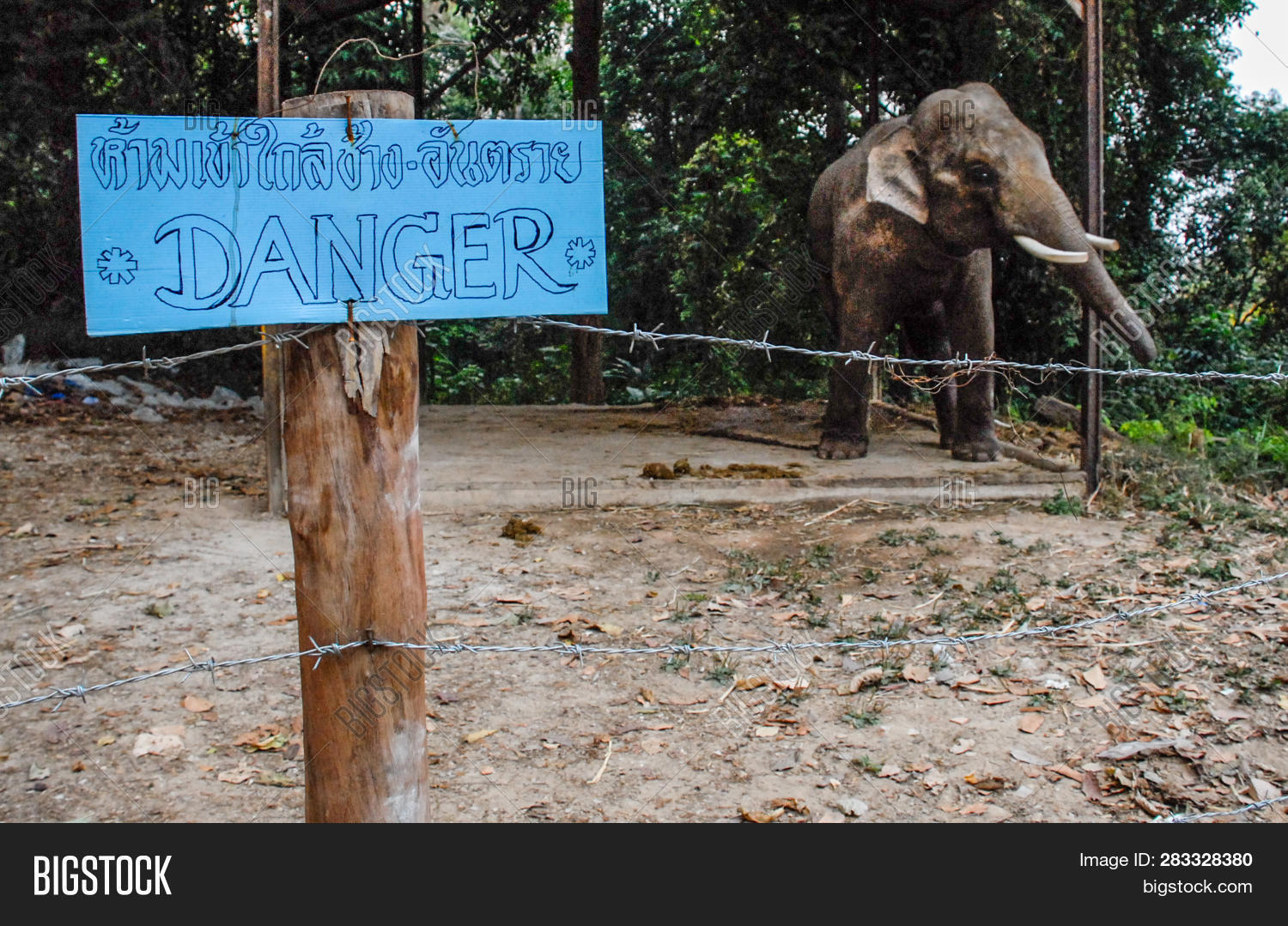 Stressed Elephant, Image & Photo (Free Trial) Bigstock