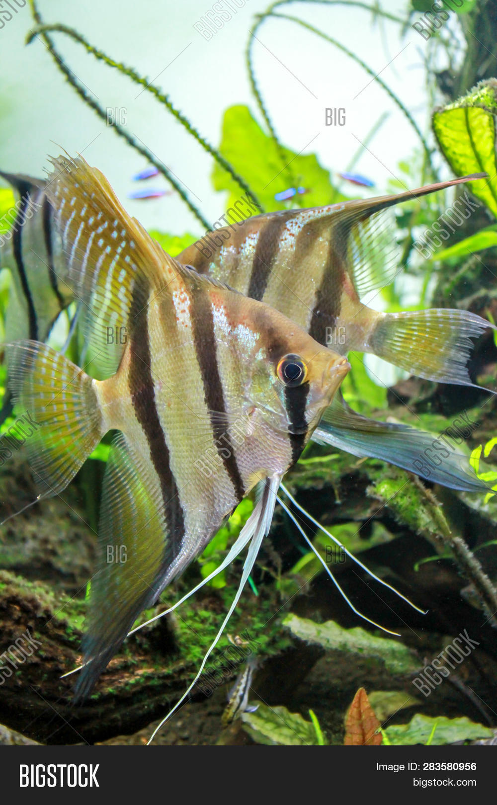 Santa Isabel Angelfish Image & Photo (Free Trial) | Bigstock