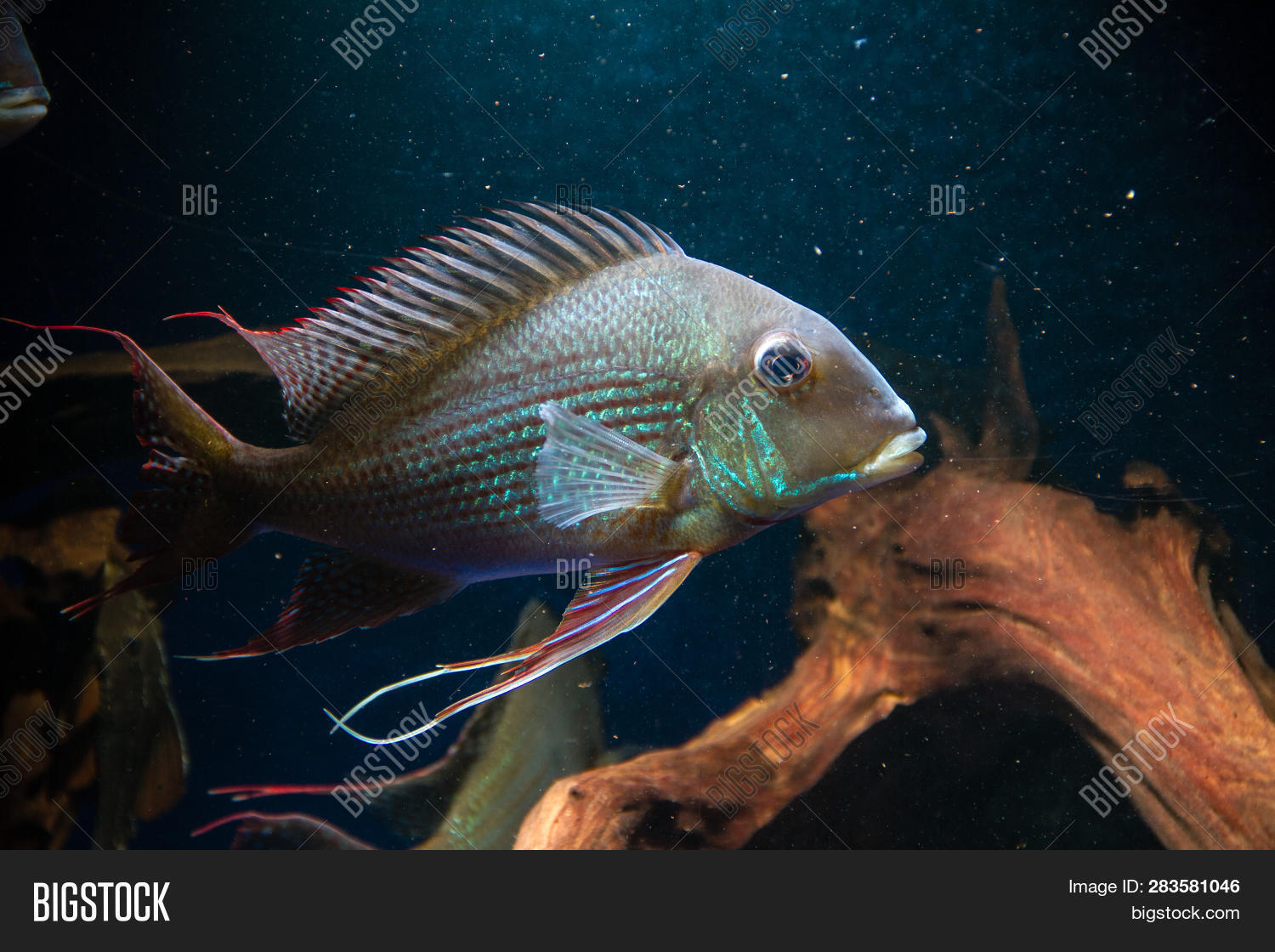 Eartheater Cichlid ( Image & Photo (Free Trial) Bigstock