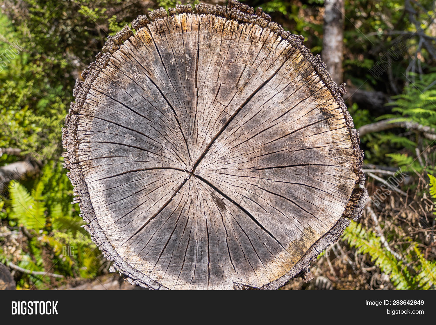 Wood Texture Cut Tree Image Photo Free Trial Stock Wood Texture Of Cut Tree Trunk Close Up Detail Annual Rings Create A Lightbox