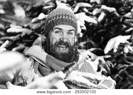 Macho With Beard And Mustache Hiding Between Firtrees Branches.