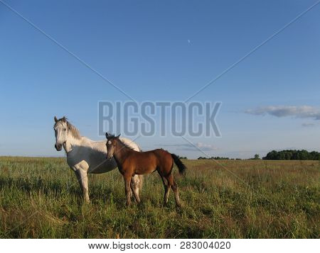 Wild White Horse With Brown Foal Grazing On The Meadow . Colorful Sunrise