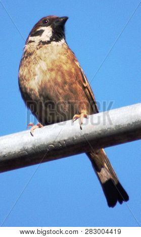 A Sparrow Just Spotted On A Water Pipe Line Near Wangdue Bridge And Enjoying The Warm Sunlight In Th