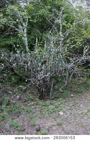 Dense Forest Next To The Agios Nikolaos Park Naousa Greece
