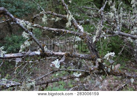 Dense Forest Next To The Agios Nikolaos Park Naousa Greece