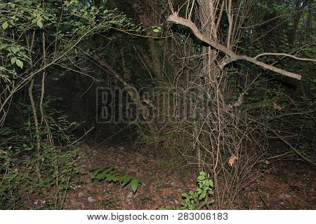 Dense Forest Next To The Agios Nikolaos Park Naousa Greece