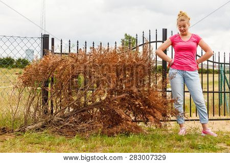 Woman Gardener Removing Withered Dried Thuja Tree From Her Backyard. Yard Work Around The House