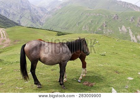 Two Wild Horses Grazing On A Green Slope In The Mountains  The Georgia