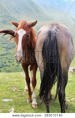 Two Wild Horses Grazing On A Green Slope In The Mountains