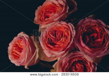 Beautiful Bouquet Of Fresh Peach-colored Roses. Photo In Retro Style.