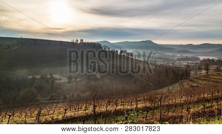 Cold Misty Morning In The Vineyards Of Italy