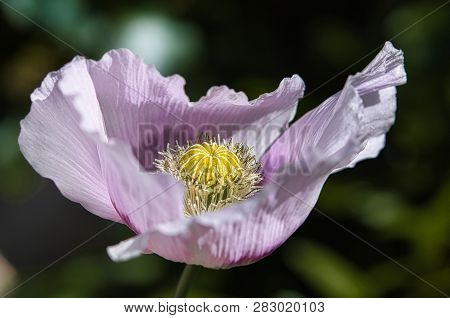 Fragile Lilac And Purple Breadseed Poppy Flower In The Wind On A Green Spring Garden. Gentle Movemen