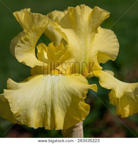 German Iris (iris Barbata), Close Up Of The Flower Head