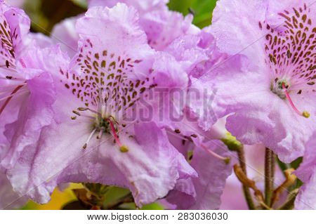 Rhododendron Frowers At The Sophienholm Garden, Skane, Sweden