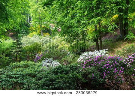 Rhododendron Frowers At The Sophienholm Garden, Skane, Sweden